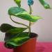 Sadnice - sobne biljke: FILADENDRON - Philodendron scandens brasil, slika2